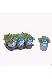 Aroma riserva Thymus lady d Ø14