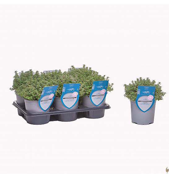 Aroma riserva Thymus lady d Ø14