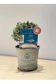Aroma riserva Thymus faustini Ø9