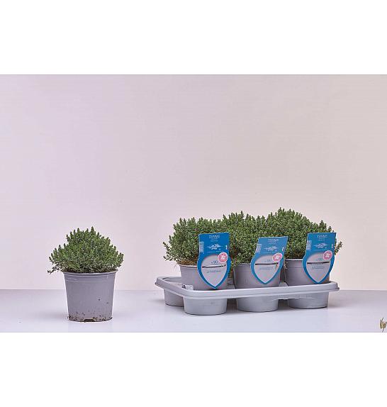 Aroma riserva Thymus faustini Ø14