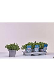 Aroma riserva Thymus citrodorus Ø14