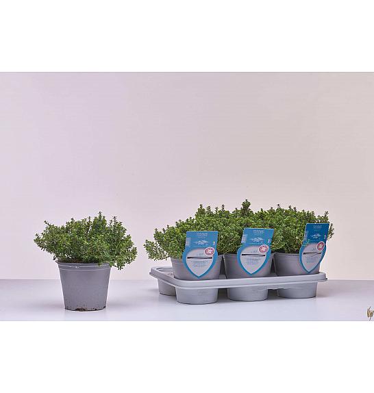 Aroma riserva Thymus citrodorus Ø14