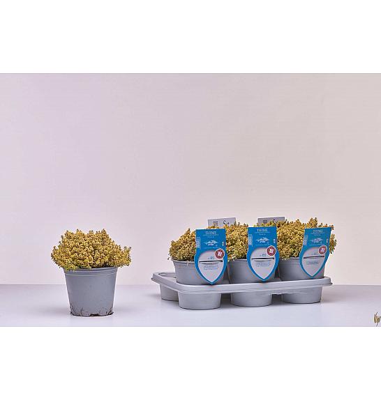 Aroma riserva Thymus citrodorus aureus Ø14