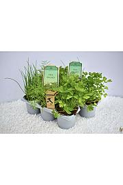 Aroma riserva Lactuca sativa Ø9 mix 3 pack