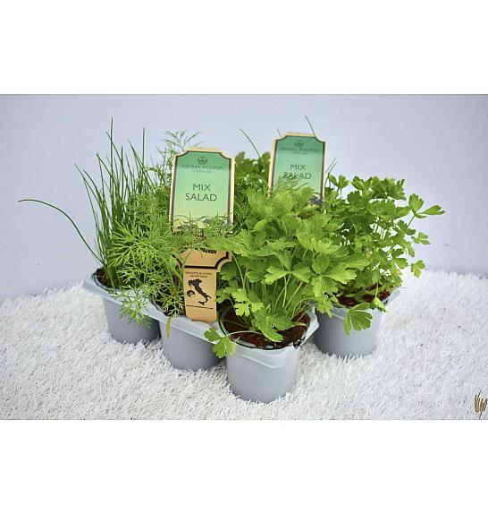 Aroma riserva Lactuca sativa Ø9 mix 3 pack