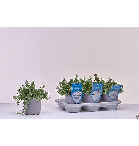 Aroma riserva Rosmarinus prostratus Ø14