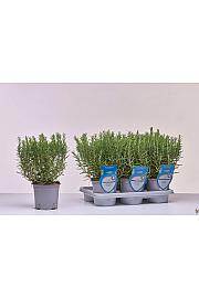 Aroma riserva Rosmarinus officinalis Ø14