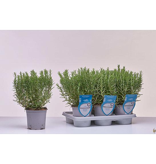 Aroma riserva Rosmarinus officinalis Ø14