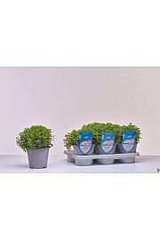 Aroma riserva Origanum vulgare Ø14