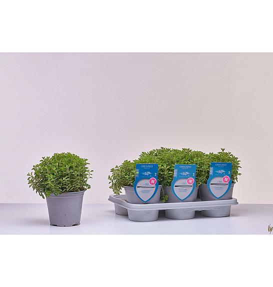 Aroma riserva Origanum vulgare Ø14