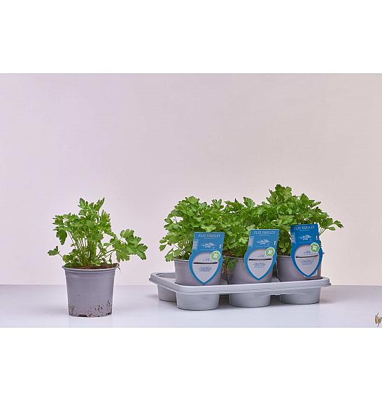 Aroma riserva Petroselinum crispum neapolitanum Ø14
