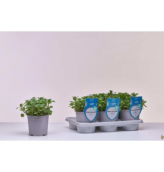 Aroma riserva Mentha piperita Ø14