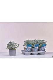 Aroma riserva Lavandula angustifolia Ø14