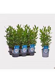 Aroma riserva laurus nobilis Ø14