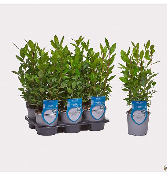 Aroma riserva laurus nobilis Ø14