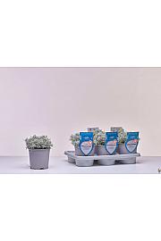 Aroma riserva Helichrysum italicum Ø14