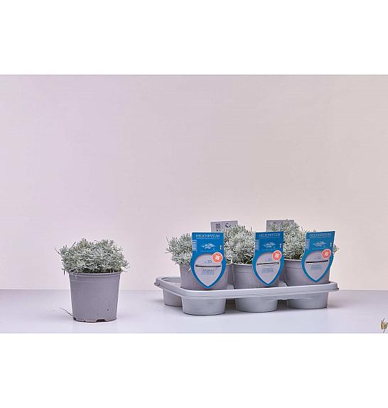 Aroma riserva Helichrysum italicum Ø14