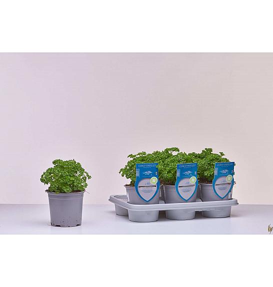 Aroma riserva Petroselinum crispum Ø14