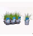 Aroma riserva Allium schoenoprasum Ø14