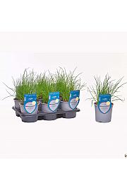 Aroma riserva Allium schoenoprasum Ø14