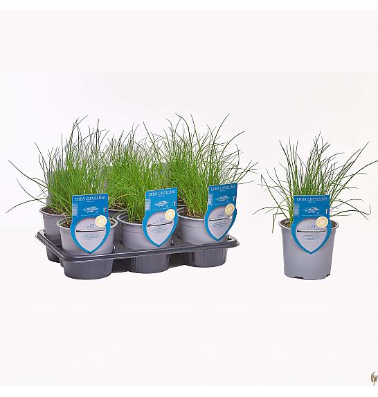 Aroma riserva Allium schoenoprasum Ø14
