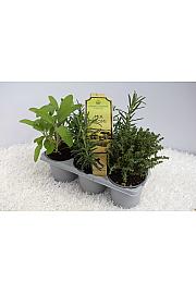 Aroma riserva dišavnice Ø9 mix 3pack
