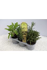 Aroma riserva dišavnice Ø9 mix 3pack