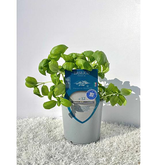 Aroma riserva Ocimum basilicum Ø14