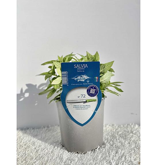 Aroma riserva Pineapple salvia Ø14