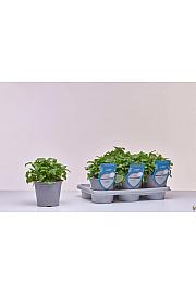 Aroma riserva Melissa officinalis Ø14