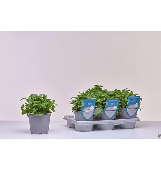 Aroma riserva Melissa officinalis Ø14