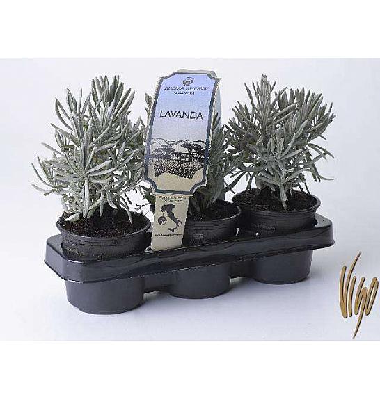Aroma riserva Lavandula angustifolia Ø9 3pack