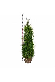 Thuja plicata Martin bala 180-200 cm ekstra