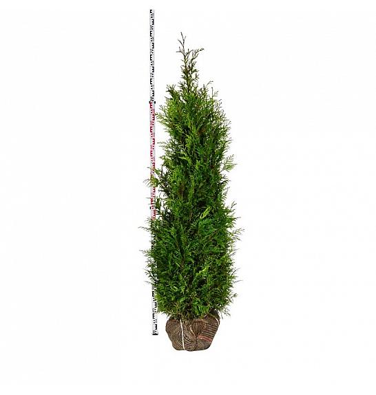 Thuja plicata Martin bala 180-200 cm ekstra