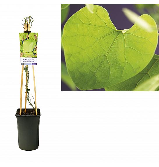 Aristolochia durior (macrophylla) C2,5 Lit. 40-60 cm