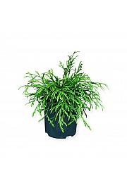 Thuja plicata Kagers Beauty C2,5 Lit. 20-25 cm