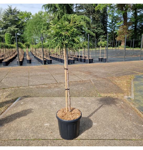 Thuja plicata Kagers Beauty C15 Lit. Na steblu 80 cm