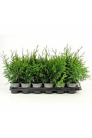 Thuja plicata Gelderland Ø9