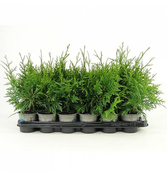 Thuja plicata Gelderland Ø9