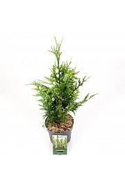 Thuja plicata Limenka Limenka C2,5 Lit. 25-30 cm