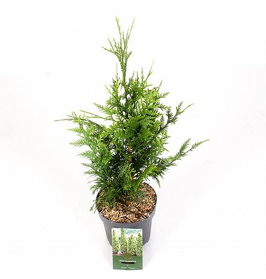Thuja plicata Limenka Limenka C2,5 Lit. 25-30 cm