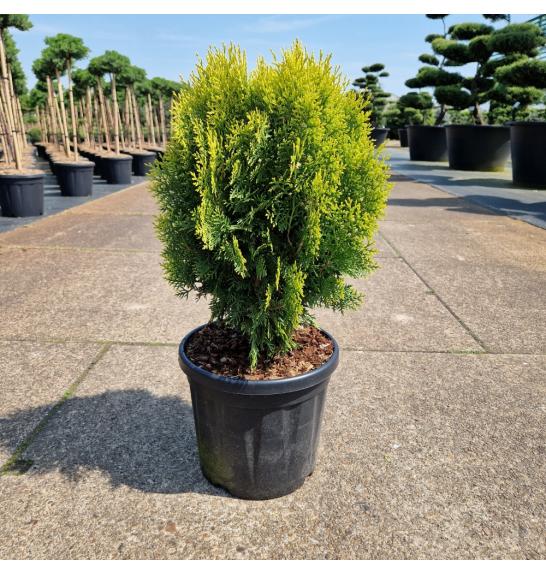 Thuja orientalis Aurea Nana C8 Lit. 40/+ cm