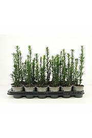 Thuja occidentalis Woodwardii Ø9