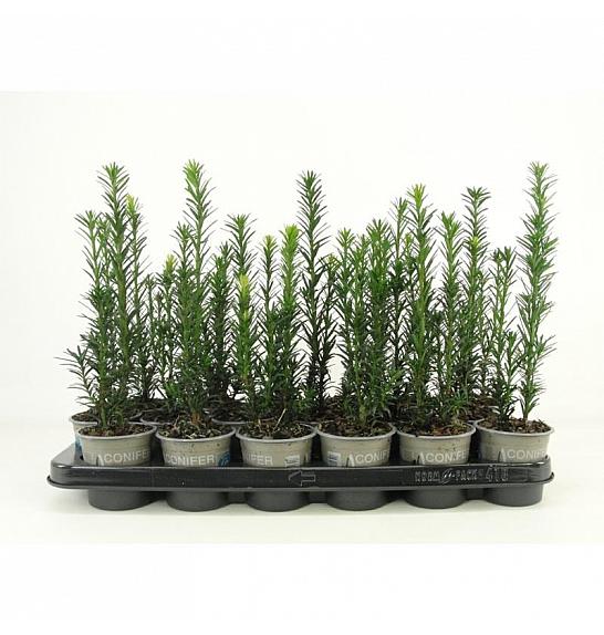 Thuja occidentalis Woodwardii Ø9