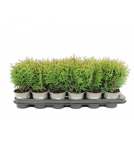 Thuja occidentalis Waterfield Ø9
