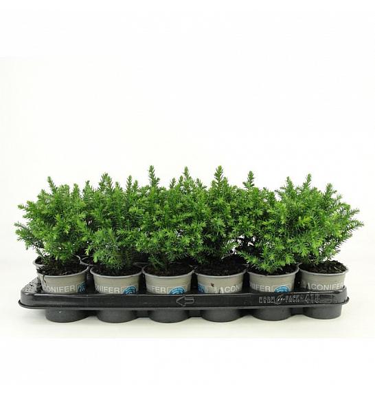 Thuja occidentalis Tiny Tim Ø9