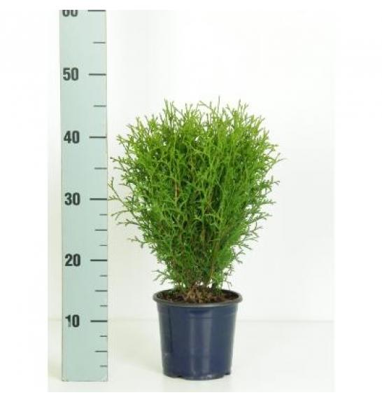 Thuja occidentalis Tiny Tim Ø15 20-30 cm