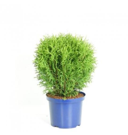 Thuja occidentalis Tiny Tim C5 Lit. 30-40 cm