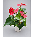 Anthurium andr. Ø17 Red