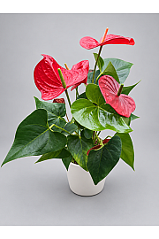 Anthurium andr. Ø17 Red